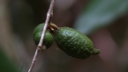 Rainforest Plant - Fruit