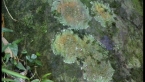 Lichens on Rock