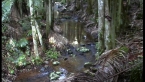 Creek Scenery