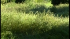Meadow 1
